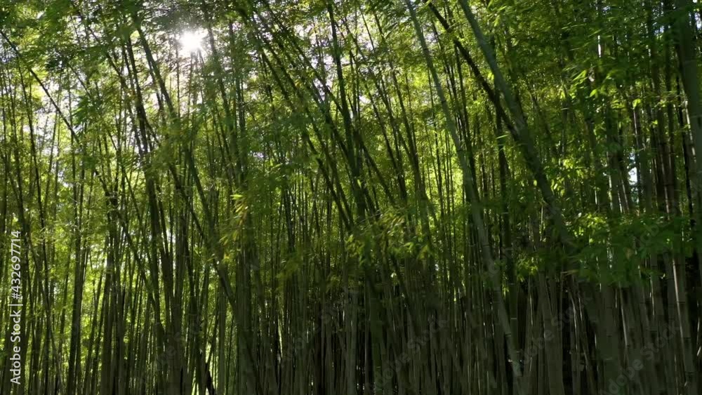 Backlit bamboo trees
Shooting with drone of bamboo trees with reflections of the sun against the light. bambù