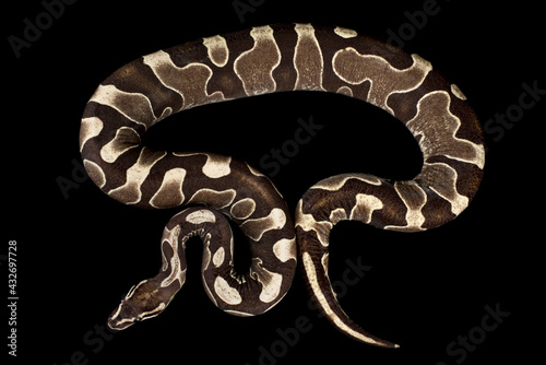Unique scaleless ball python (Python regius) photo