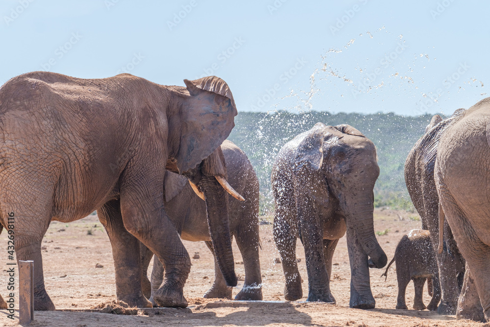 Naklejka premium African Elephant spraying water to cool down