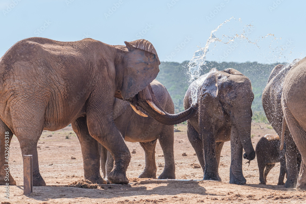 Fototapeta premium African Elephant spraying water to cool down