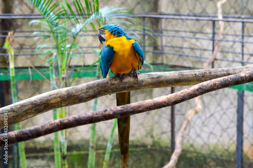 Arara Tucano Natureza