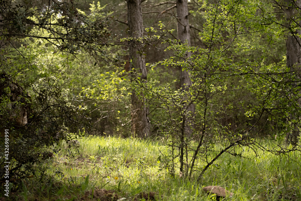 spring in the forest spring in the forest