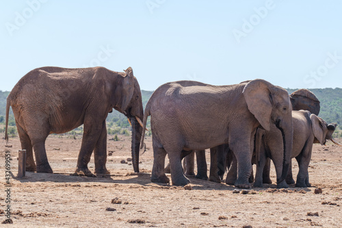 African Elephant family strolling together in the Southern African terrain