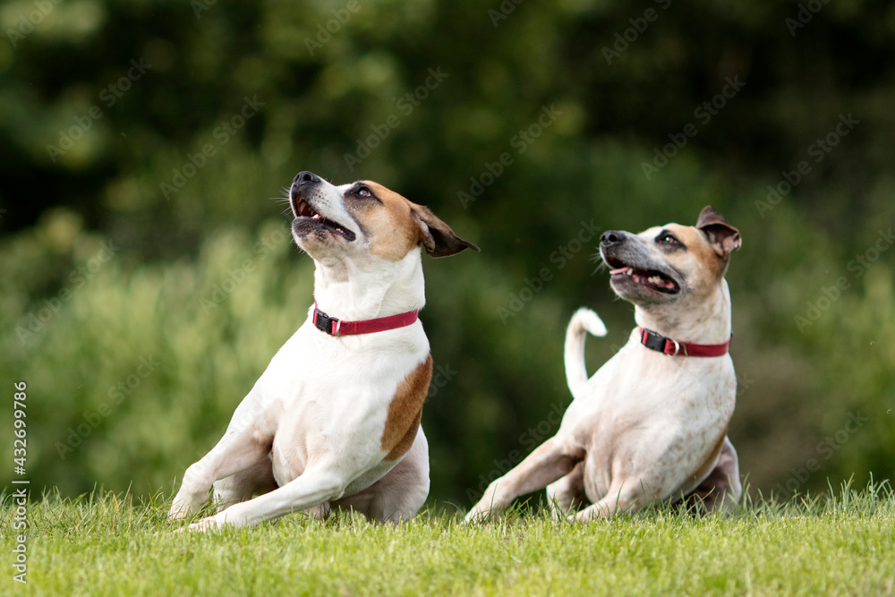 Two Staffordshire Bull Terrier type dogs waiting for their ball to be thrown