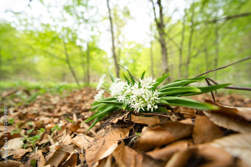 a few wild garlic flowers lined up next to each other, beautiful focus on foreground, Allium ursinum, Amaryllidaceae a few wild garlic flowers lined up next to each other, beautiful focus on foreground, Allium ursinum, Amaryllidaceae