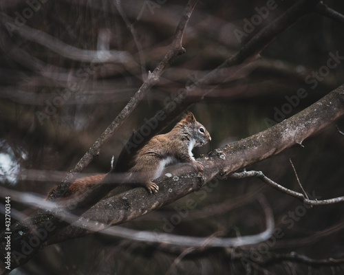 little red squirrel close up sitting in the branches of a tree