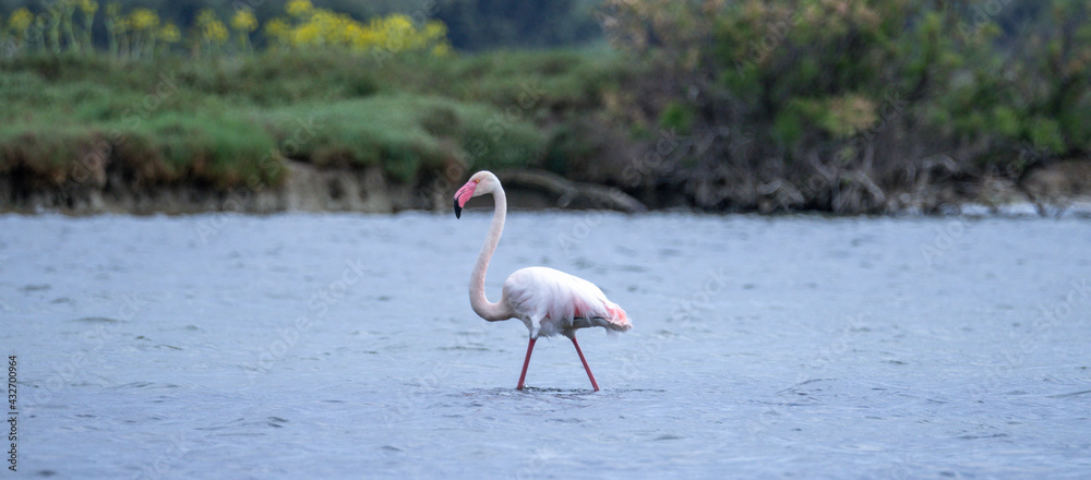 young flamingo looking for food in its natural habitat
