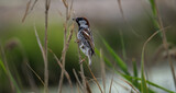Spanish Sparrow Passer hispaniolensis
