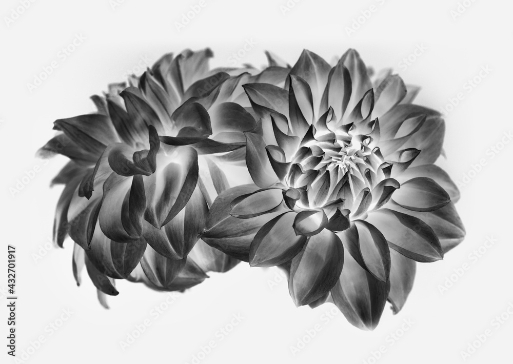 buds of dahlias. white background, isolated, negative image buds of dahlias. white background, isolated, negative image