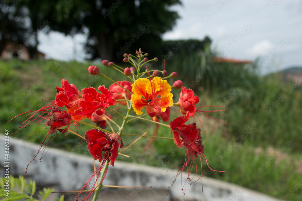 Obraz premium Flores