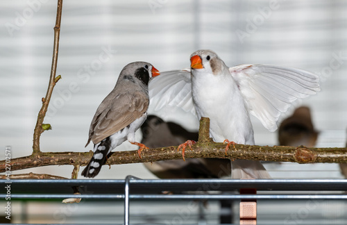 Tablou pe pânză Zebra finches pair, white female swinging wings in front of black cheek male