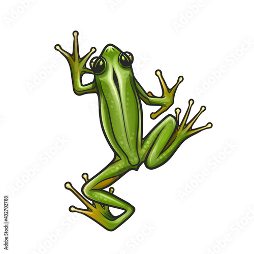 green frog on white