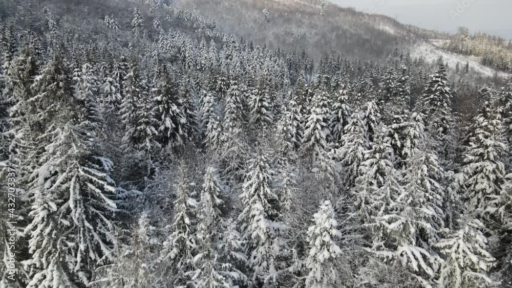 Aerial view on the coniferous forest in the mountains in winter Aerial view on the coniferous forest in the mountains in winter