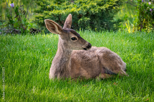 A Columbian Black-tailed deer doe (Odocoileus hemionus) sits on the grass in the hills of Monterey, California. The black-tail is a type of mule deer of the Pacific Northwest. 