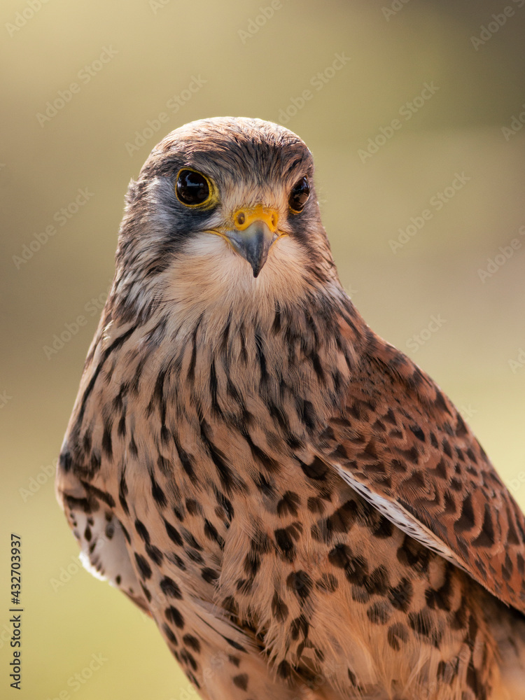 CERNICALO COMUN, FALCO TINNUNCULUS CERNICALO COMUN, FALCO TINNUNCULUS