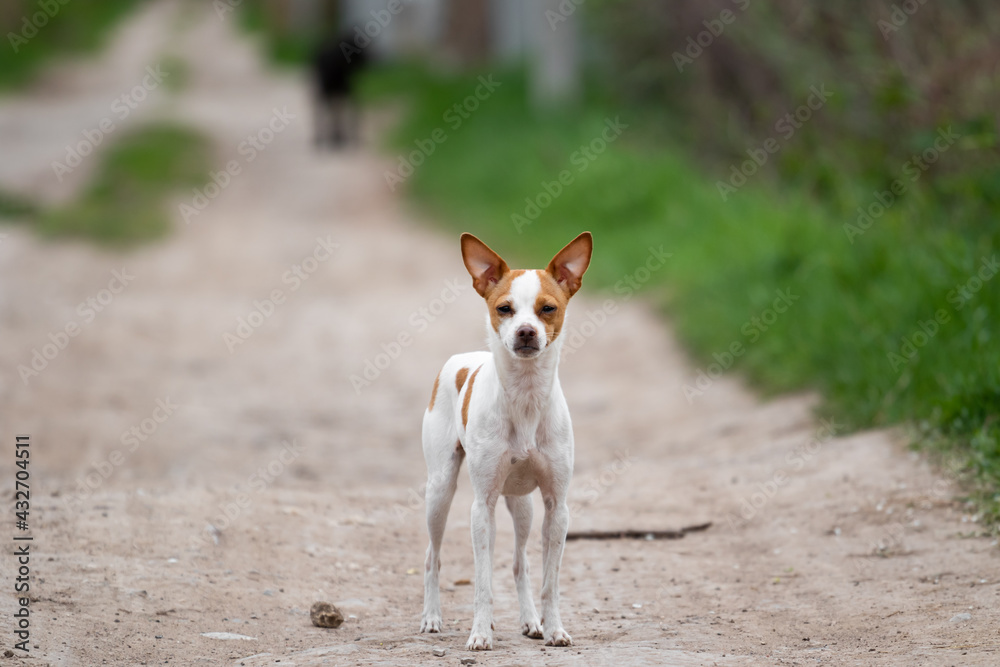 A small toy fox terrier white terrier dog stands in the middle of a dirt road in the summer and squints at the camera. High quality photo