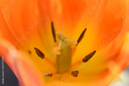 Tulpenblüten Makroaufnahme Nikon D5300