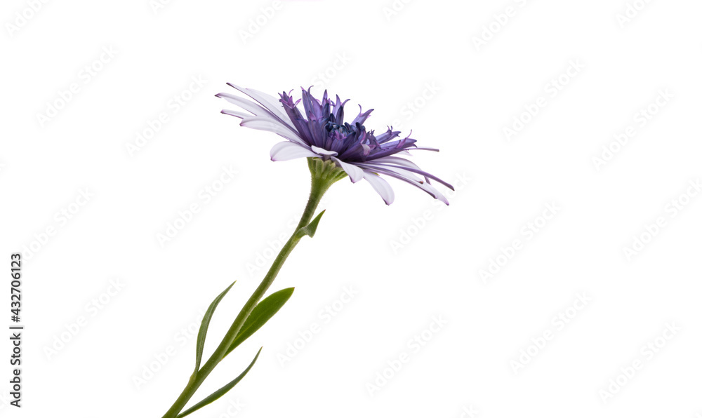 Fototapeta premium Osteosperumum Flower Daisy Isolated