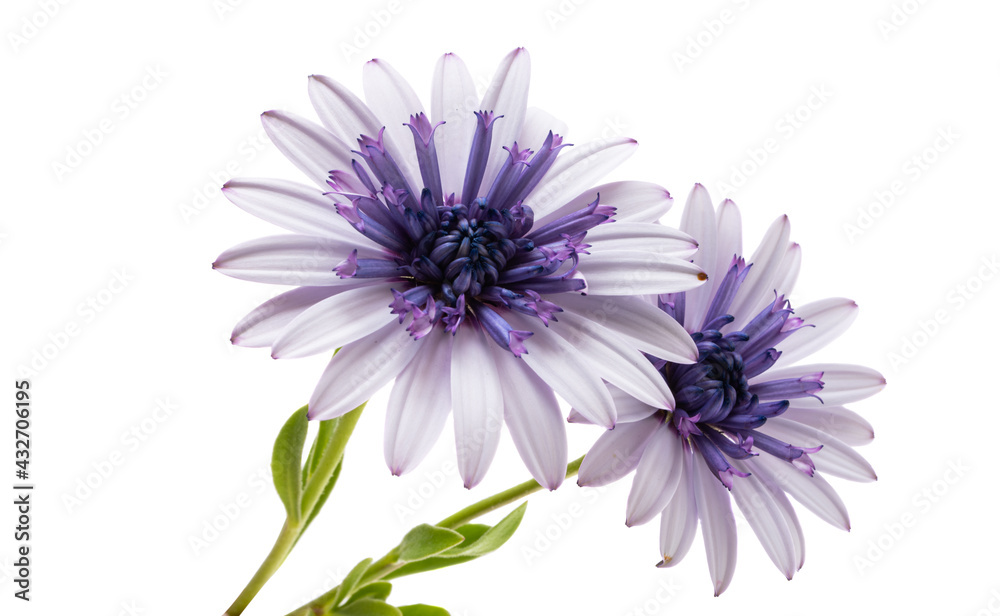 Osteosperumum Flower Daisy Isolated