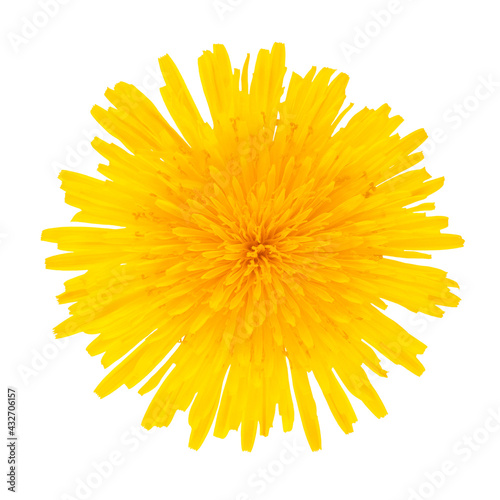 Photography Dandelion yellow flower isolated on white background.