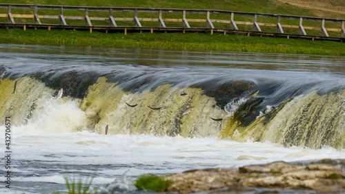 Fish jump