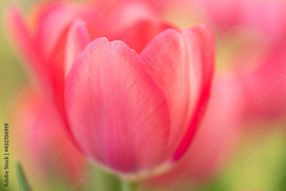 Perfect Pink Pastel Garden Tulip
