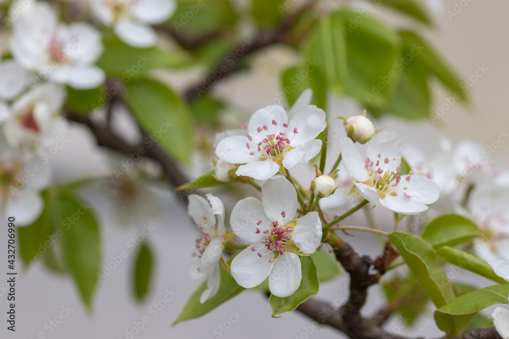 White beautiful flowers of a growing pear on a fruit tree White beautiful flowers of a growing pear on a fruit tree