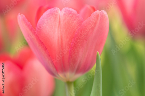 Close Up Pink Tulip Flower In Spring