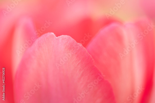 Close Up Macro Pink Pastel Tulip