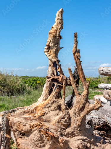 troncs d arbres morts dans la nature