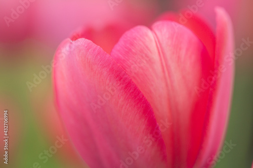 Perfect Pink Tulip Garden Flower