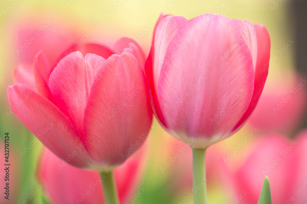 Pretty Pink Pastel Tulips in Garden in Springtime