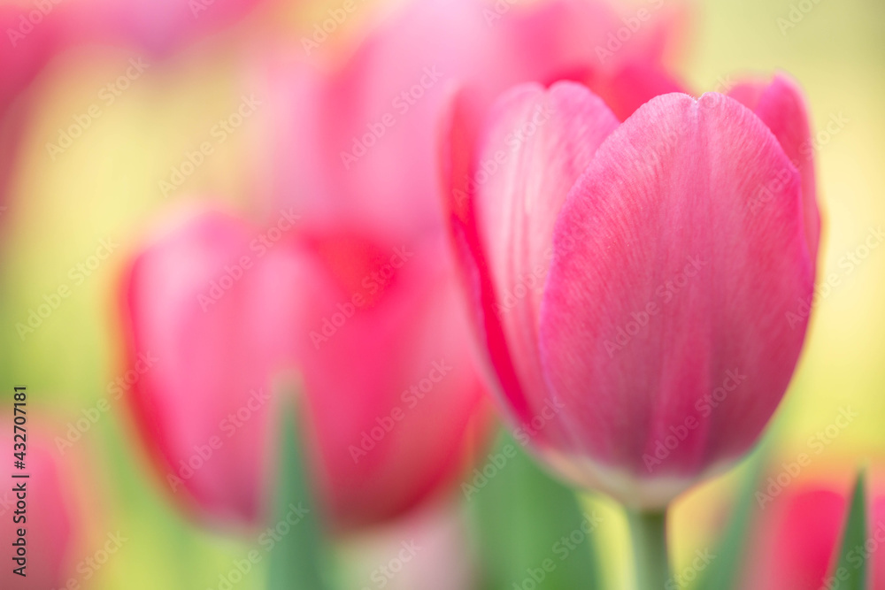 Pink Pastel Garden Tulips In Spring