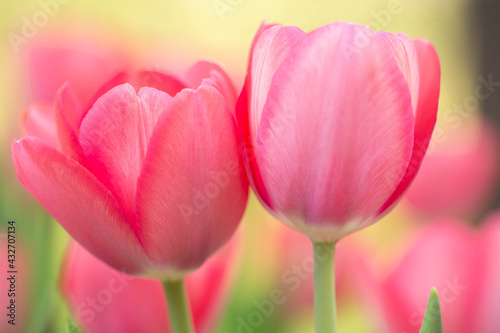Pretty Pink Pastel Tulips in Garden in Springtime