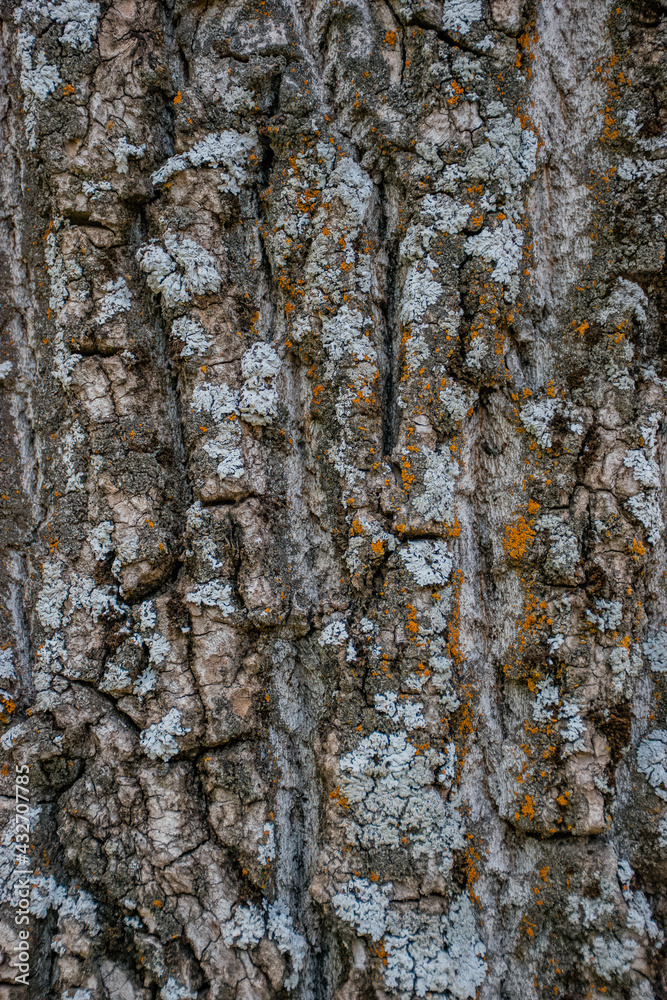 Obraz premium dark tree texture background image