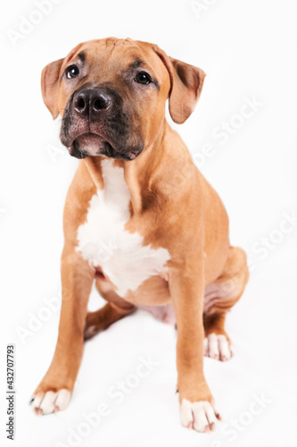 American Staffordshire Terrier puppy portrait isolated on white background. Dog muzzle close-up in studio