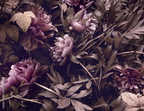 Fototapeta Naklejka Na Ścianę i Meble -  peonies in the garden, view from the top, natural background.