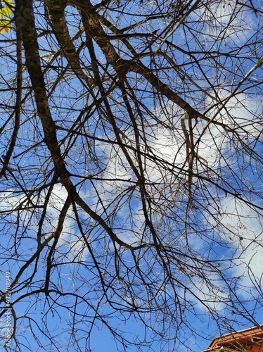 trees in the sky