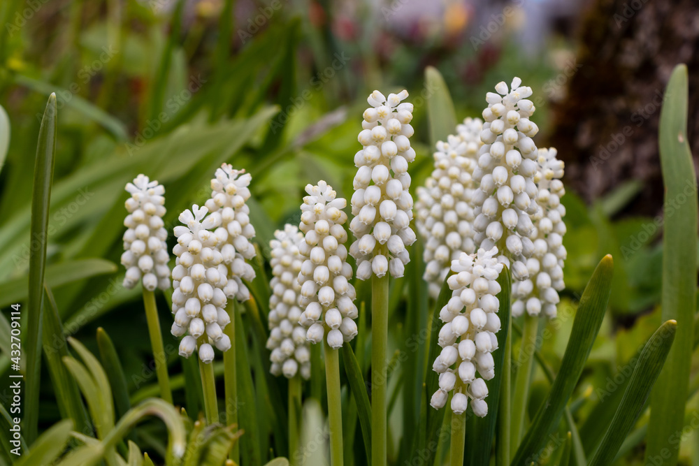Muscari grape hyacinth with white flowers blooms in a green garden with leaves and stems. Muscari grape hyacinth with white flowers blooms in a green garden with leaves and stems.