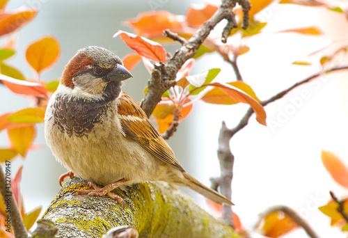House sparrow blending into the Crab Apple Tree