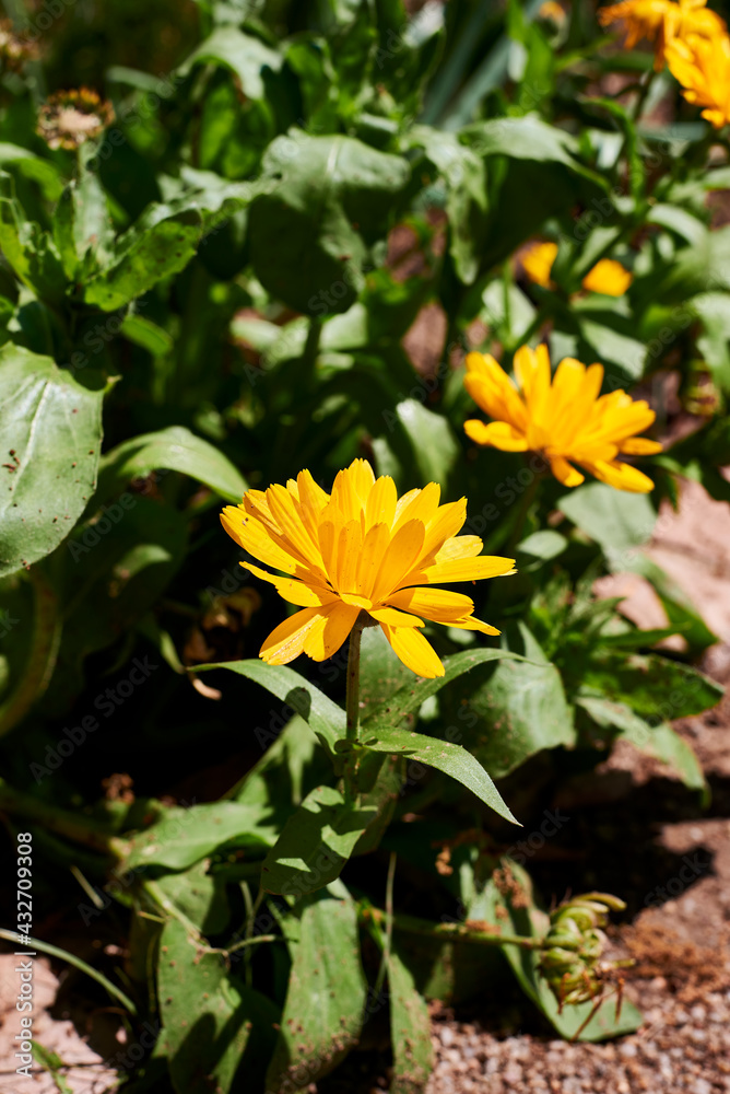 Several yellow calendula flowers with stems Several yellow calendula flowers with stems