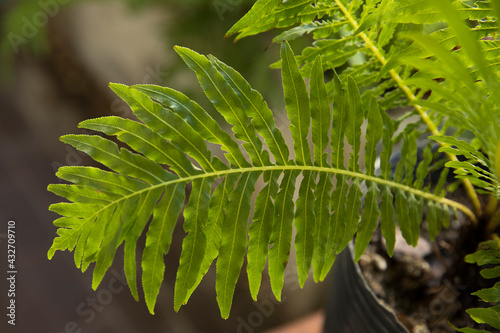 Selective focus on a Blechnum gibbum, also known as miniature tree fern, beautiful green frond and leaflets texture and pattern. photo