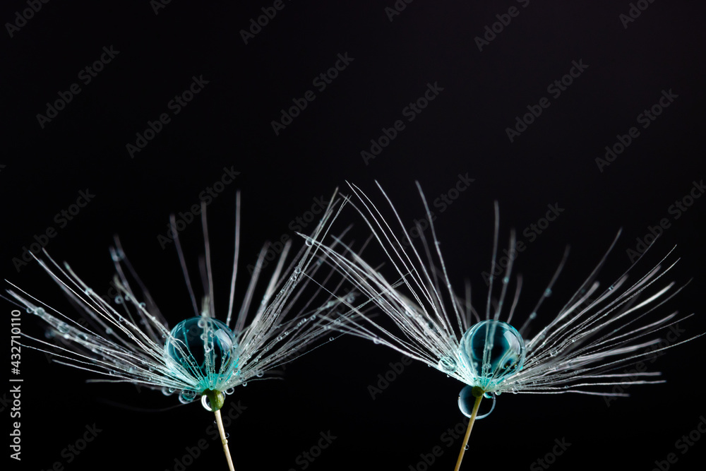 Naklejka premium Dandelion flower seed with dew drops close up.