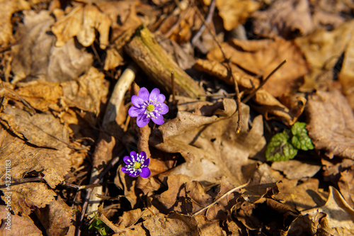 Blue kidneywort