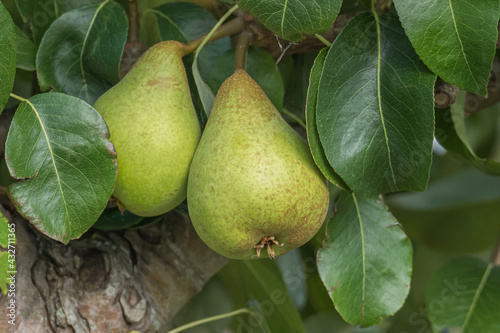 pears on the tree among the green leaves