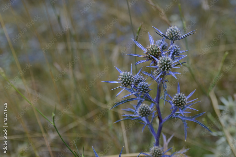 ,Amethyst, Eryngo, Eryngium amethystinum,flower; blue; plant