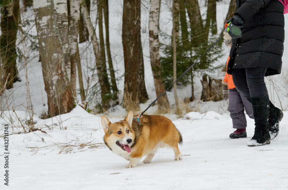 Welsh corgi are herding dog breeds.