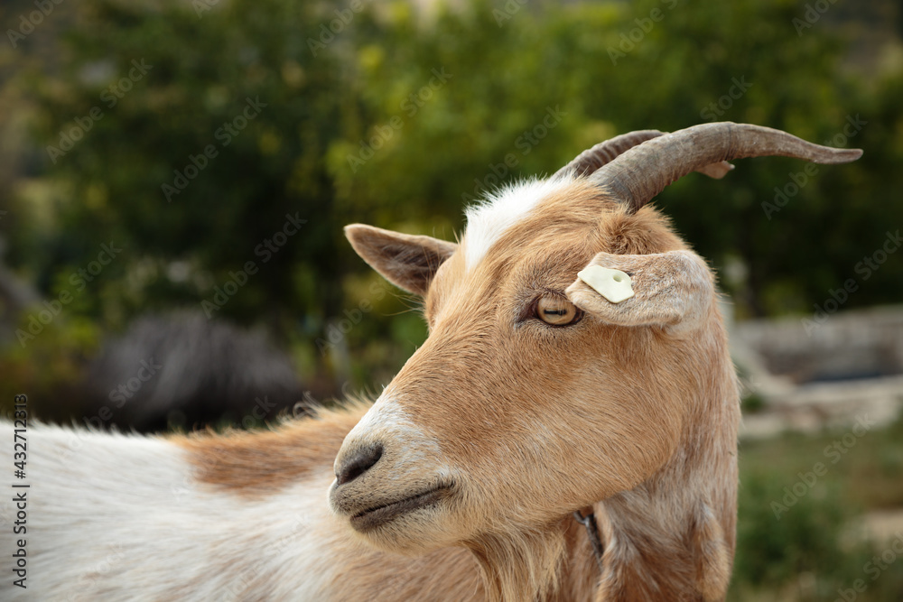 Portrait of a beautiful goat with sad looks. Portrait of a beautiful goat with sad looks.