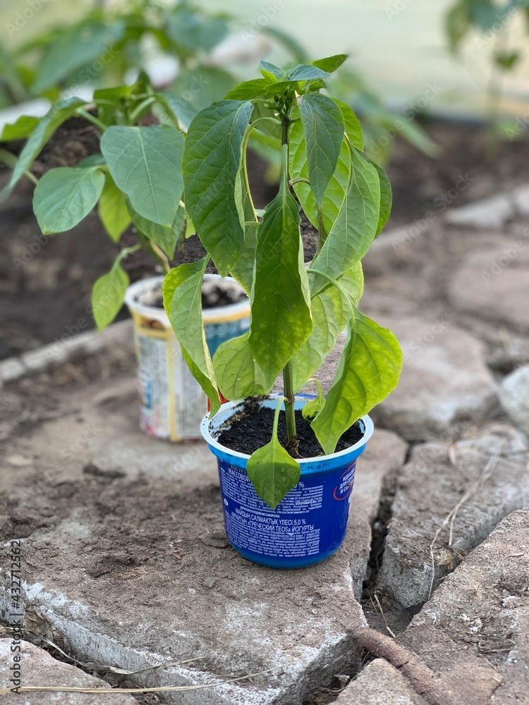 Seedlings of bell pepper for planting in a plastic cup. Growing pepper. Greenhouse with bell pepper. Seedlings of pepper in the soil close-up. Garden and vegetable garden concept. Seedlings of bell pepper for planting in a plastic cup. Growing pepper. Greenhouse with bell pepper. Seedlings of pepper in the soil close-up. Garden and vegetable garden concept.