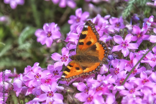 "Milber's Tortoise Butterfly, on the pink flowers